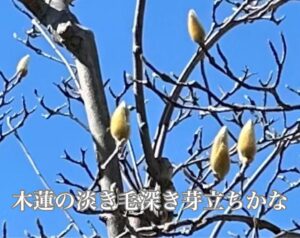 木蓮の淡き毛深き芽立ちかな