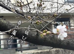 咲きかけを狙ひて春の嵐かな