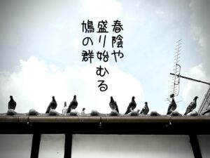 春陰や盛り始むる鳩の群