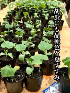 胡瓜にも品種色々夏すずみ