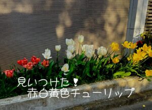 見いつけた！赤白黄色チューリップ