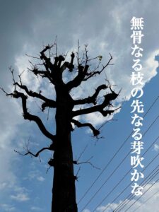 無骨なる枝の先なる芽吹かな