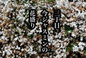 三丁目今ジャスミンの花盛り