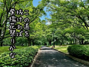 この道を抜ければ紫陽花祭りかな