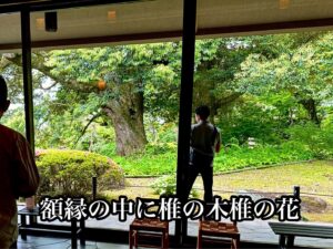 額縁の中に椎の木椎の花