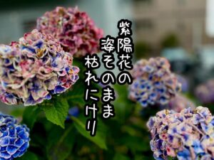 紫陽花の姿そのまま枯れにけり