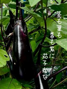 茎も葉も香も紫に茄子かな