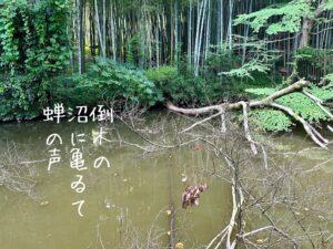 倒木の沼に亀ゐて蝉の声