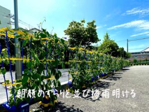 朝顔のずらりと並び梅雨明ける