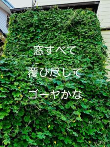 窓すべて覆ひ尽してゴーヤかな