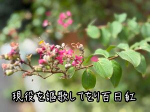 現役を謳歌してをり百日紅