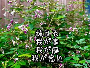 萩乱る我が家我が庭我が窓辺