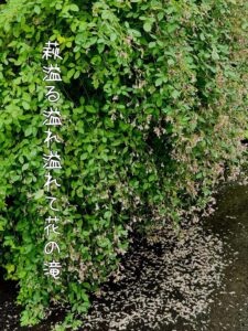 萩溢る溢れ溢れて花の滝