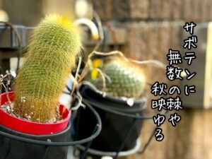 サボテンに無数の棘や秋映ゆる