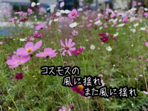 コスモスの風に揺れまた風に揺れ