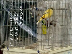 冬うららお帰りなさいピーコちゃん