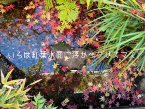 いろは紅葉水面に浮かべクリスマス