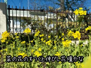 菜の花のすつくと伸びし花壇かな