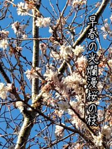 早春の光爛漫桜の枝