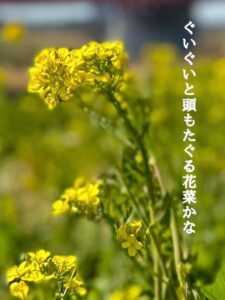 ぐいぐいと頭もたぐる花菜かな