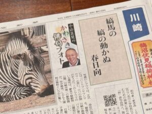 縞馬の縞の動かぬ春日向