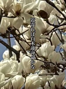 近寄れば白木蓮の命かな