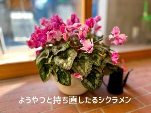 ようやつと持ち直したるシクラメン