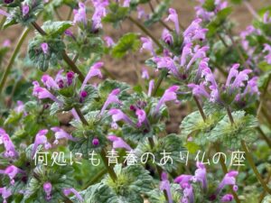 何処にも青春のあり仏の座