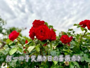 何一つ予定無き日の薔薇赤き