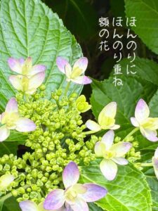 ほんのりにほんのり重ね額の花