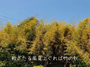 戦(そよ)ぎたる風見上ぐれば竹の秋