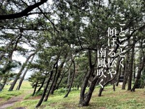 ことごとく傾げる松や南風吹く