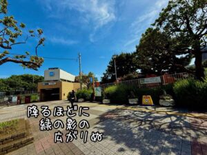 降るほどに緑の影の広がりぬ