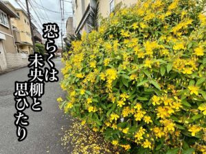 恐らくは未央柳(びようやなぎ)と思ひたり