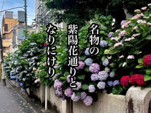 名物の紫陽花通りとなりにけり