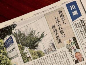 梅雨近ししばられ松の摩訶不思議