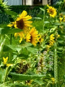 向日葵の東を向きて枯るるまで