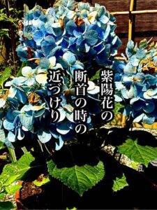 紫陽花の断首の時の近づけり