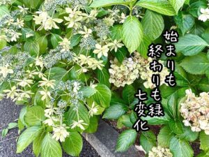 始まりも終わりも緑七変化