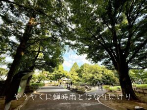 やうやくに蝉時雨とはなりにけり