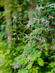 ようやっと風に揺らめく萩の花