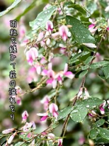 雨粒を纏ひて萩の溢れをり