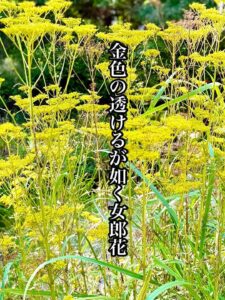 金色の透けるが如く女郎花