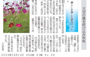 大空の風を呼び込み秋桜