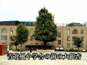 青北風や学舎の前の大銀杏