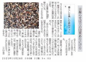 目凝らせば万の団栗ありにけり