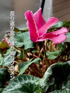 反り返り蕊を護りぬシクラメン