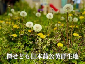 探せども日本蒲公英群生地