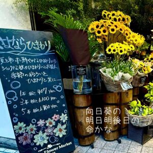 向日葵の明日明後日の命かな