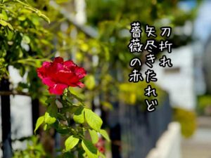 刀折れ矢尽きたれど薔薇の赤
